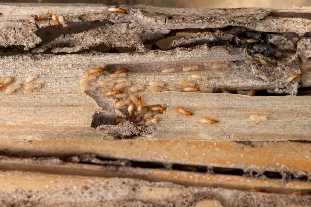 Reliable Monticello, LA Pest Control Solutions