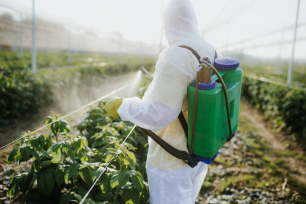 Best Local Pest Control Services  in Monticello, LA